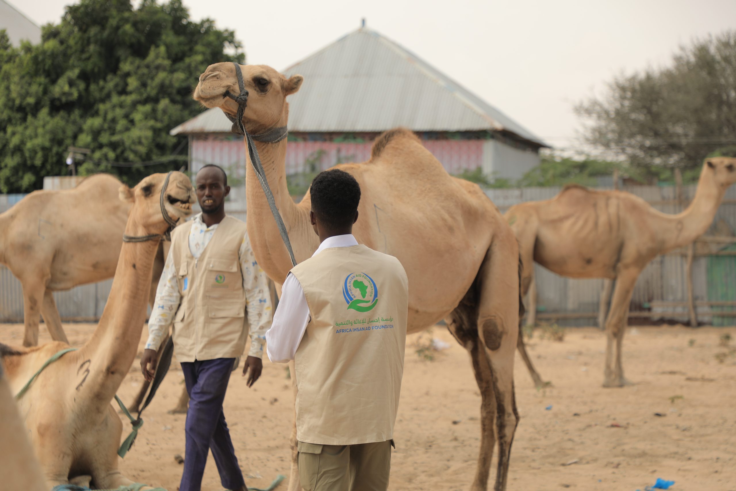 Camel project